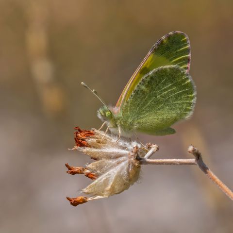 Eastern greenish black-tip (Euchloe penia) underside Macedonia