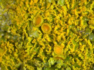 Gallowayella weberi (S. Kondr. & Kärnefelt) L. Lindblom 37558