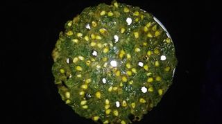 Jolada rotti