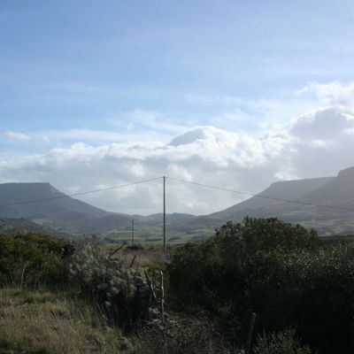Pelau