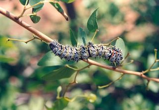Mopane worm on mopane tree