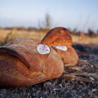 Pane Di Altamura