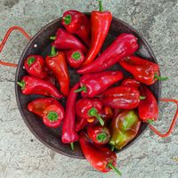 Florina Pepper
