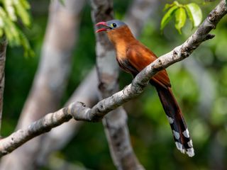 Piaya melanogaster Black-bellied Cuckoo; ZF Canopy Tower, Manaus, Amazonas, Brazil (cropped)