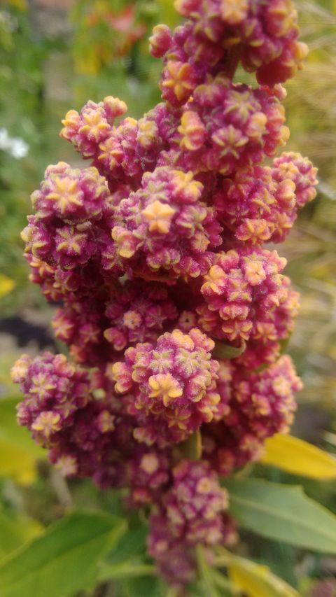 Semilla de quinua en su flor