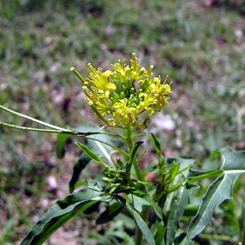 Sisymbrium irio flower