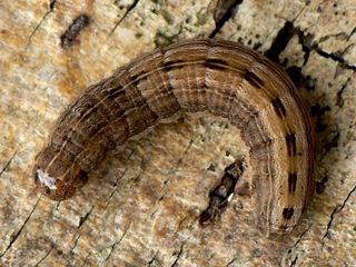 Thalpophila matura larva