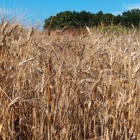 Durum