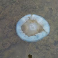 Edible Jellyfish