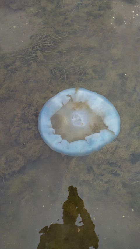 ビゼンクラゲ, bizen kurage, eetbare kwal, eßbare wurzelmundqualle, flame jellyfish, japanese edible jellyfish, méduse comestible, ропилема съедобная