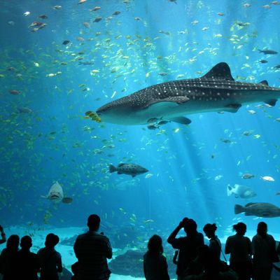 Aquarium