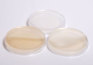 Petri dish