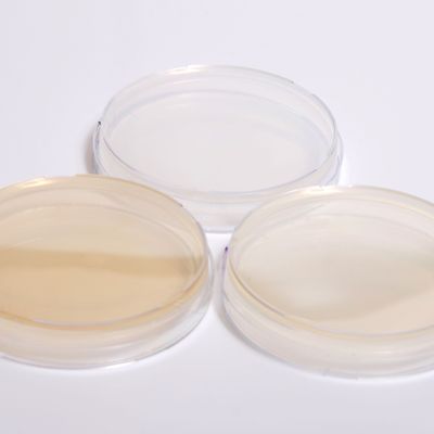 Petri dish