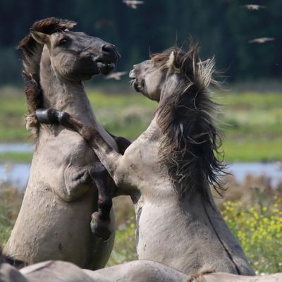 Konik