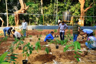 Afforestation