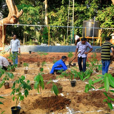 Afforestation