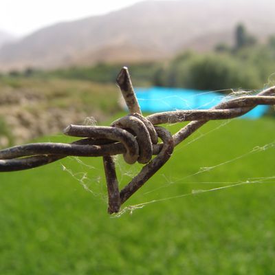 Barbed wire