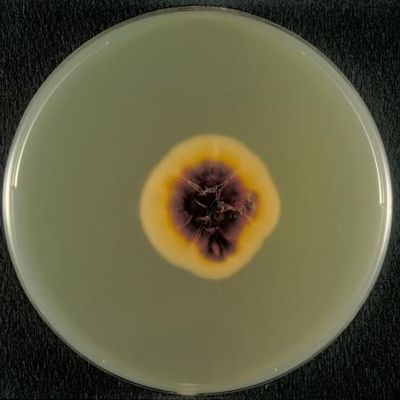 Sabouraud agar