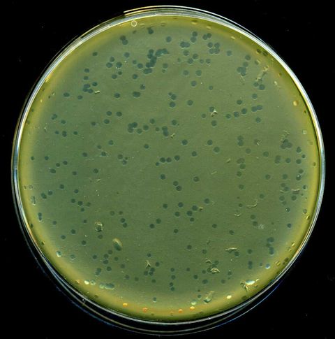 Lambda phage