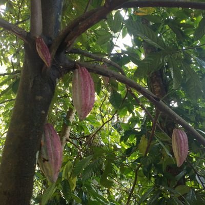 Cacao