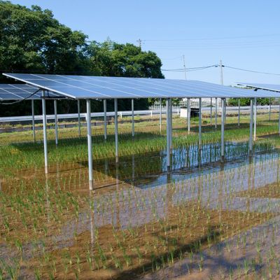 Agrivoltaics