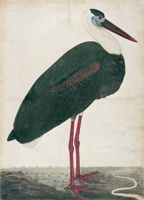 Black Stork in a Landscape by http://www.wikidata.org/.well-known/genid/081f43a40778816ea2196a02ba8be8d8