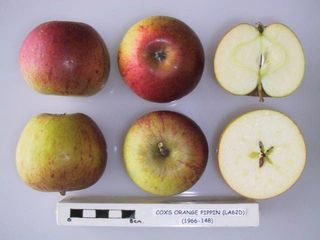 Cox's Orange Pippin