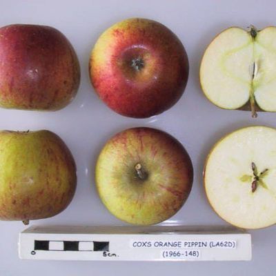 Cox's Orange Pippin