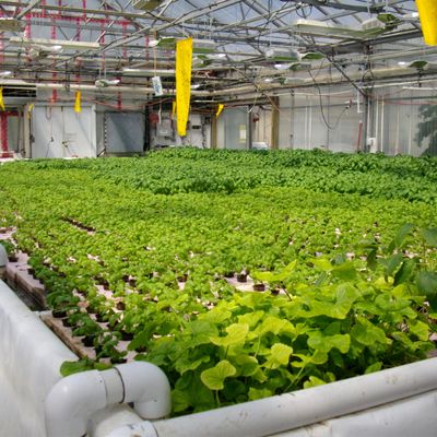Hydroponics