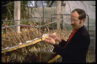 Aeroponics