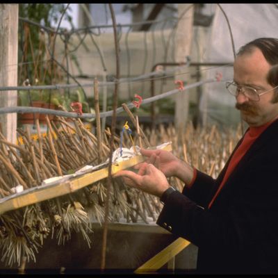 Aeroponics