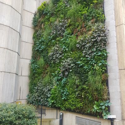 Green wall