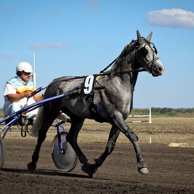 Orlov Trotter