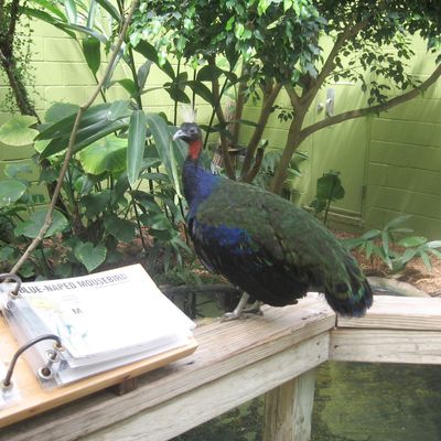 Congo Peafowl
