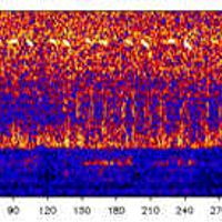 52-hertz whale