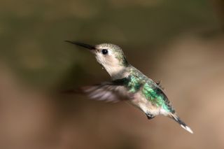 Bee Hummingbird