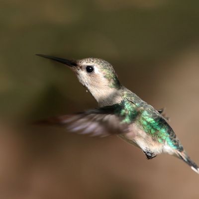 Bee Hummingbird