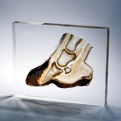 Plastination