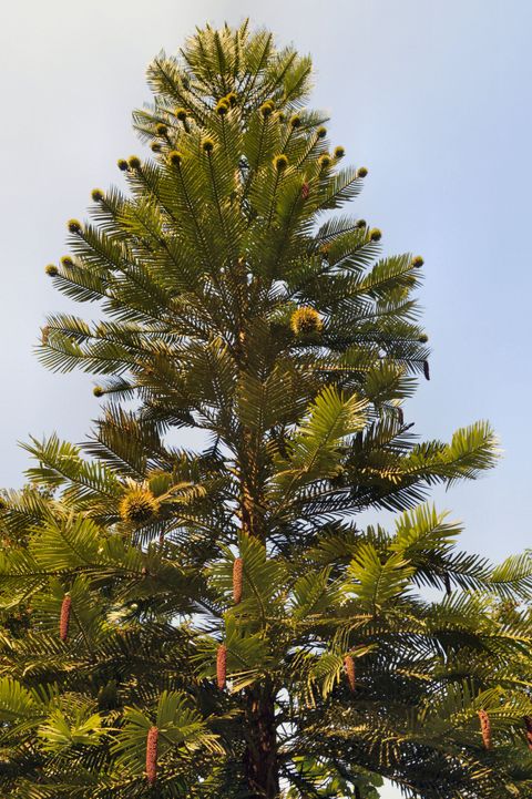 Wollemia nobilis