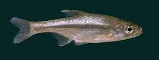 Acanthobrama telavivensis