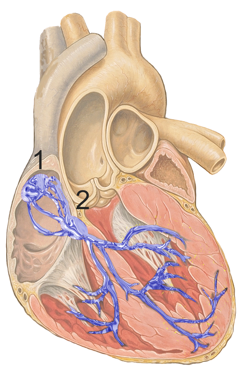 Sinoatrial node