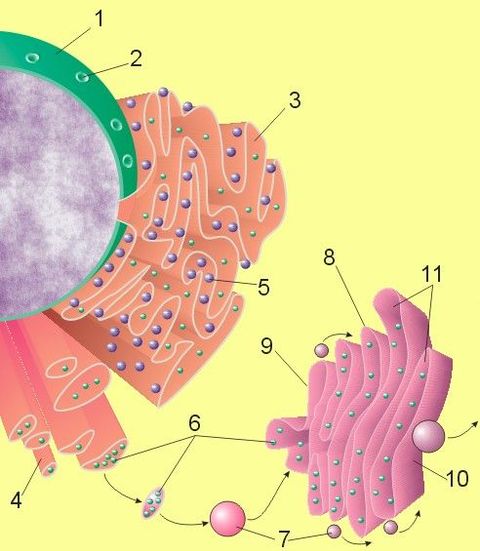 Golgi apparatus