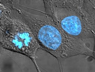 Cell theory