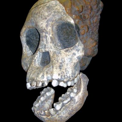 Taung Child