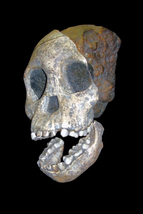 Taung Child
