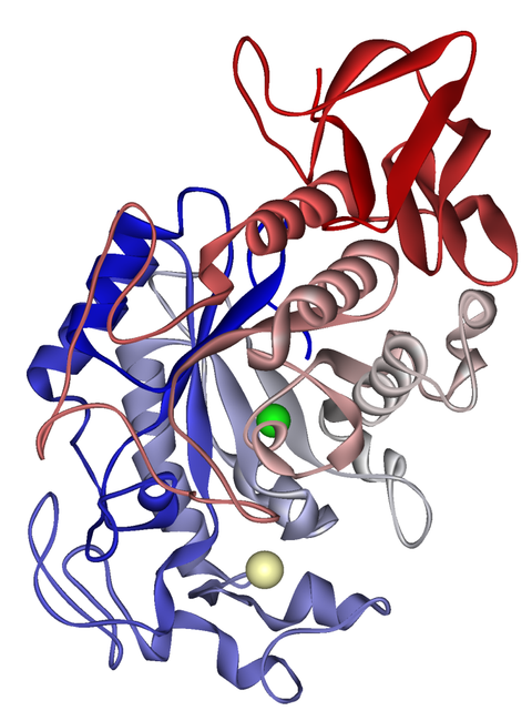 Amylase