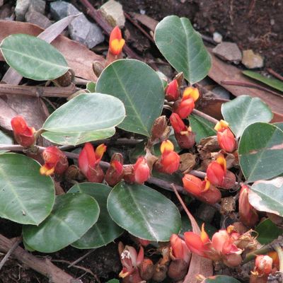 Prostrate shrub
