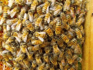 Buckfast bee
