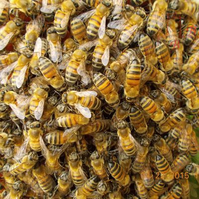 Buckfast bee