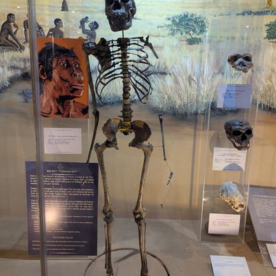 Turkana Boy